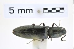 Foto (Dorsalansicht) von Acteniceromorphus ozeanus (Nakane & Kishii, 1954) (NHMW-ZOO-COL-0008309)